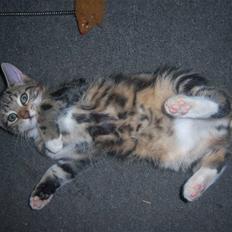 Blanding af racer futte