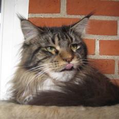 Maine Coon balou