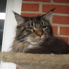 Maine Coon balou