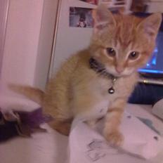 Blanding af racer Lukkie's Garfield Savnet