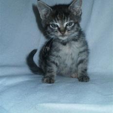 Huskat Wilma (L)