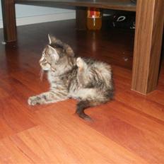 Huskat Wilma (L)