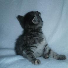 Huskat Wilma (L)
