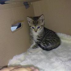 Huskat Pjevs. Solgt.