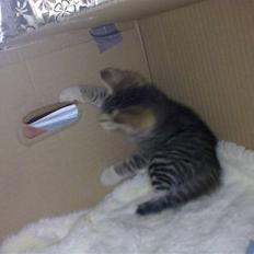 Huskat Pjevs. Solgt.