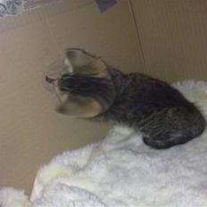 Huskat Pjevs. Solgt.