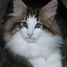 Norsk Skovkat FINNEGAN