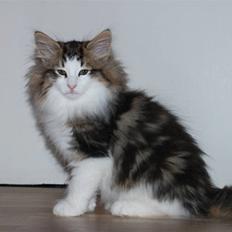 Norsk Skovkat FINNEGAN