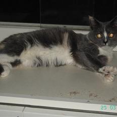 Blanding af racer Miv-miv