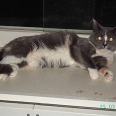 Blanding af racer Miv-miv