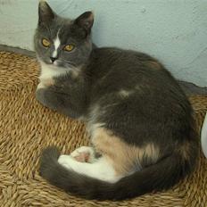 Blanding af racer Miv-miv