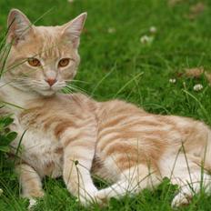 Blanding af racer Nala