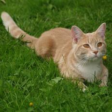 Blanding af racer Nala