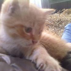 Blanding af racer Lukkie's Garfield Savnet