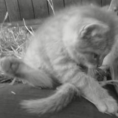 Blanding af racer Lukkie's Garfield Savnet