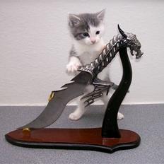 Huskat Miss Annabell Shiuto *SOLGT*