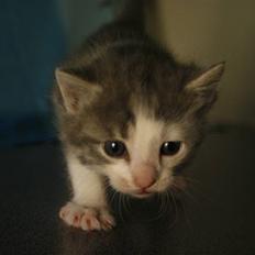 Huskat Miss Annabell Shiuto *SOLGT*