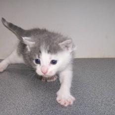 Huskat Miss Annabell Shiuto *SOLGT*