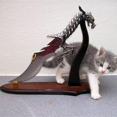 Huskat Gibbs the Silver Fox *SOLGT*