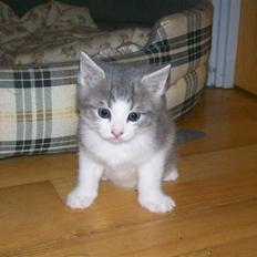 Huskat Gibbs the Silver Fox *SOLGT*