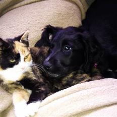 Blanding af racer Tutter