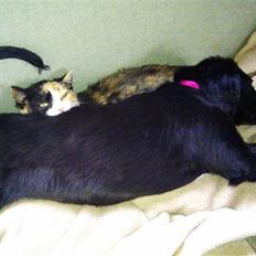 Blanding af racer Tutter