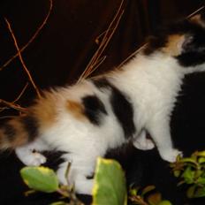 Blanding af racer ILLA