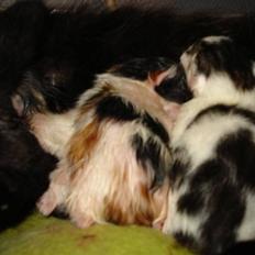 Blanding af racer ILLA