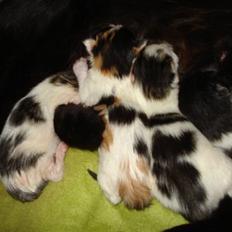 Blanding af racer ILLA