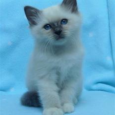 Hellig Birma humphrey