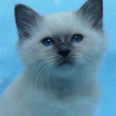 Hellig Birma humphrey