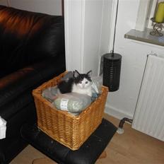 Blanding af racer Pjevs