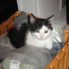 Blanding af racer Pjevs