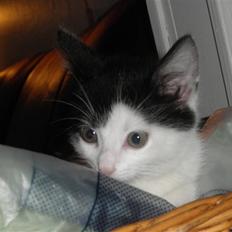 Blanding af racer Pjevs