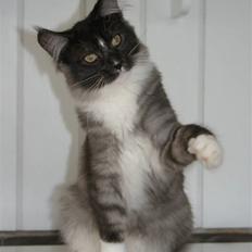 Maine Coon Carloz Mon'Son