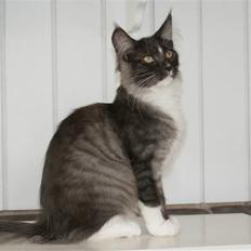 Maine Coon Carloz Mon'Son