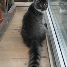 Maine Coon Carloz Mon'Son