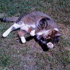 Huskat Perle R.I.P <3