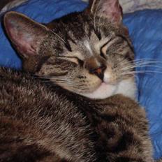 Huskat Tumle (Aflivet pga kronisk urinvejs problem)