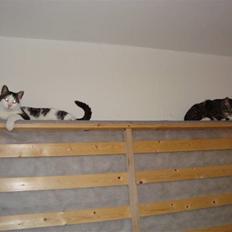 Huskat Tumle (Aflivet pga kronisk urinvejs problem)