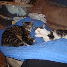 Huskat Tumle (Aflivet pga kronisk urinvejs problem)