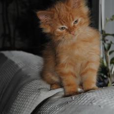 Blanding af racer Basse