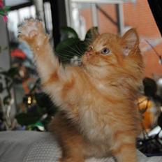 Blanding af racer Basse