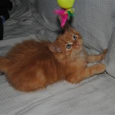 Blanding af racer Basse