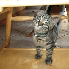 Blanding af racer Findus