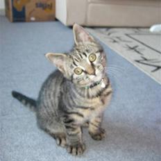 Blanding af racer Findus