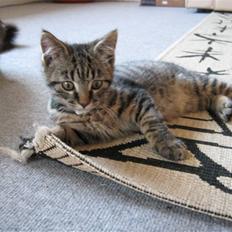 Blanding af racer Findus