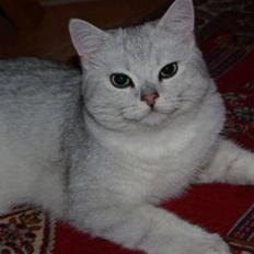 British Shorthair Bakus/Billie