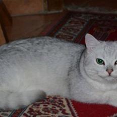 British Shorthair Bakus/Billie