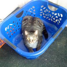 Huskat Lucifor R.I.P.